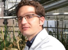 Alimentando nuestro futuro: el proyecto Wheat Cultivars mejora el rendimiento del trigo